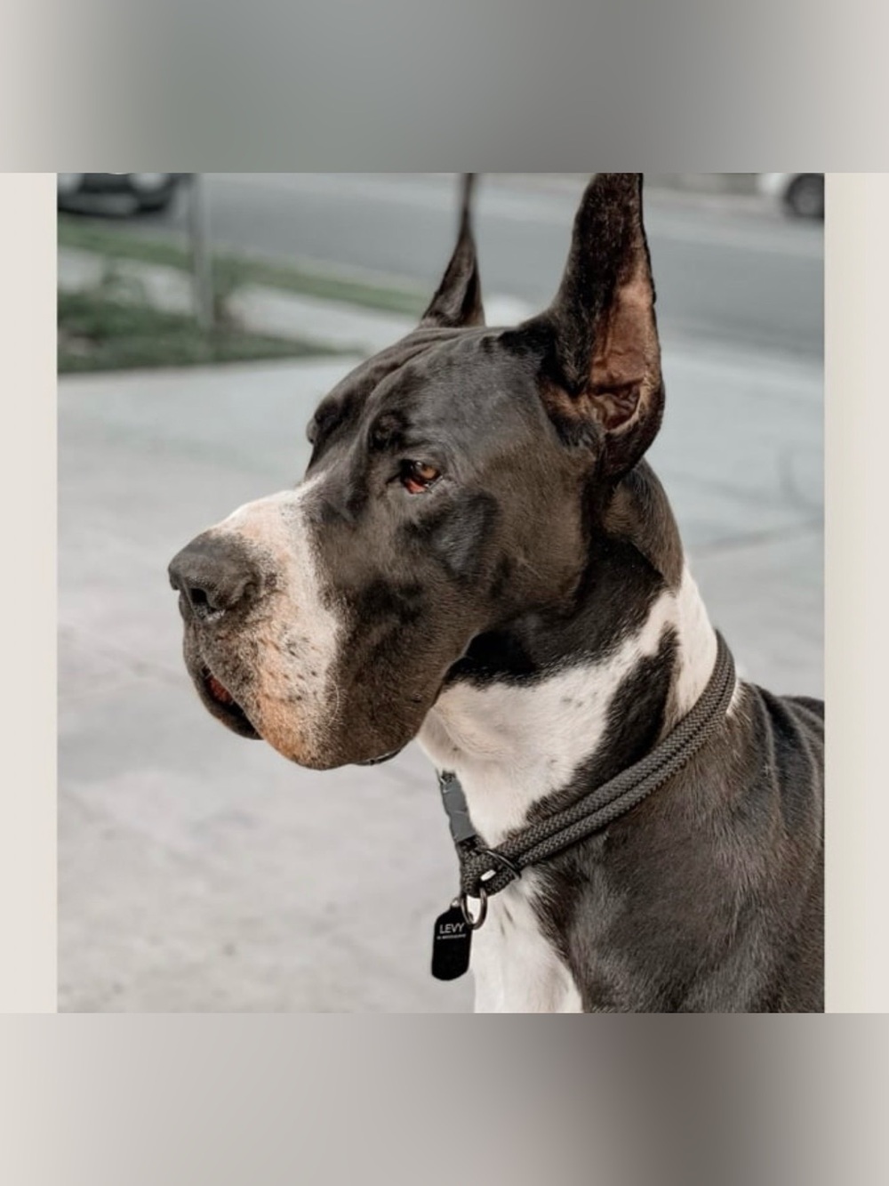 Litto Howler Rope Slip Collar - Picture 9 of 11
